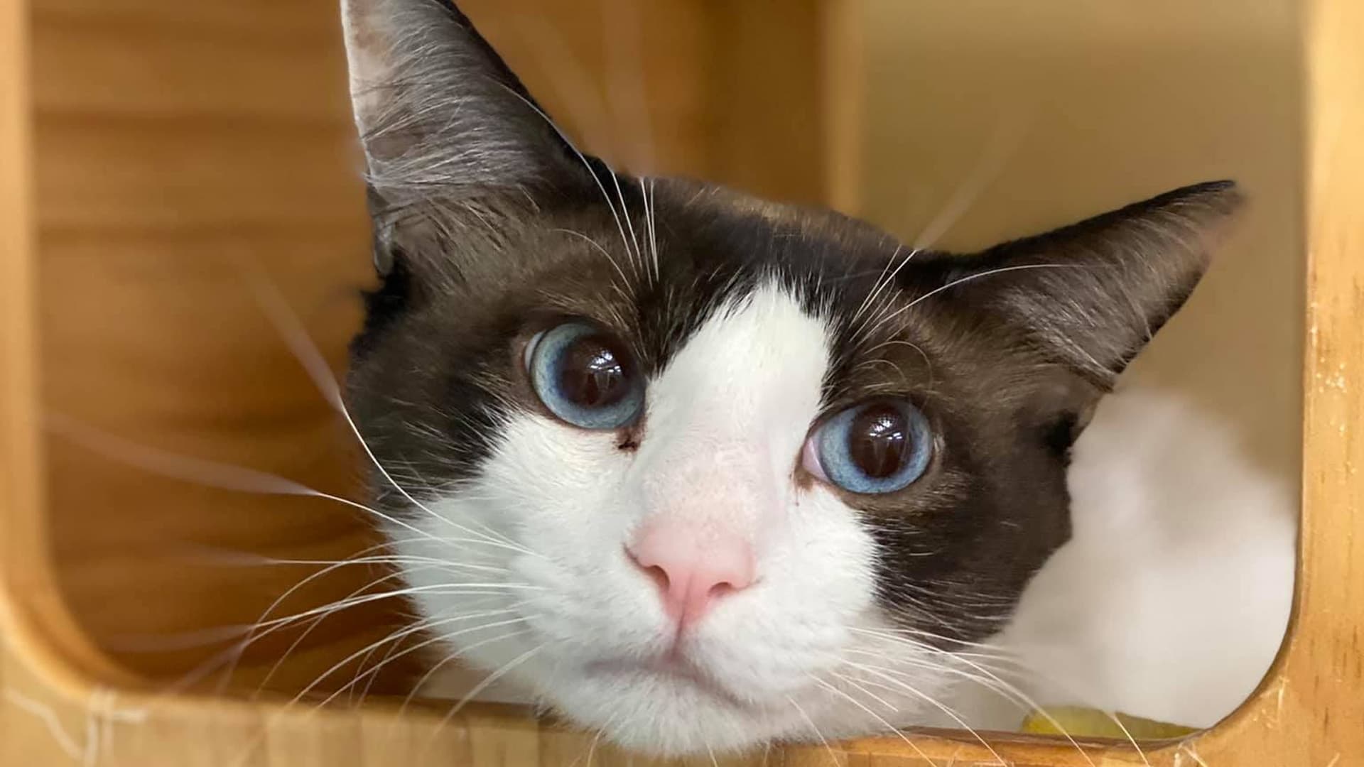 Collier County animal shelter suspends cat intake due to disease concerns