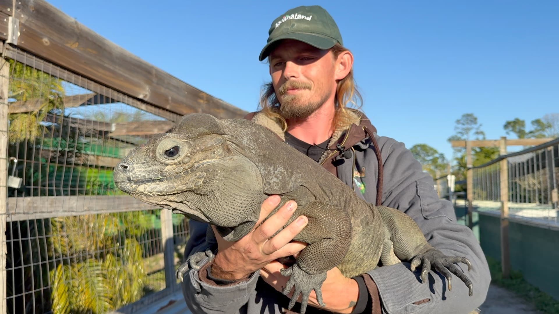 See how Punta Gorda’s Iguanaland keeps 260 reptile species warm