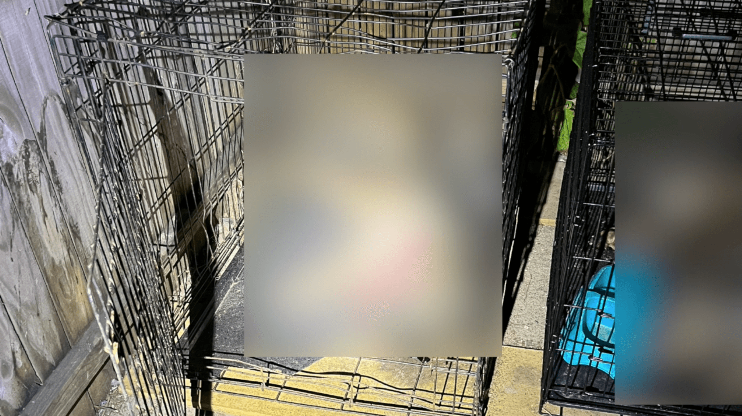 Woman charged after two dogs found dead in cages at Pine Manor home