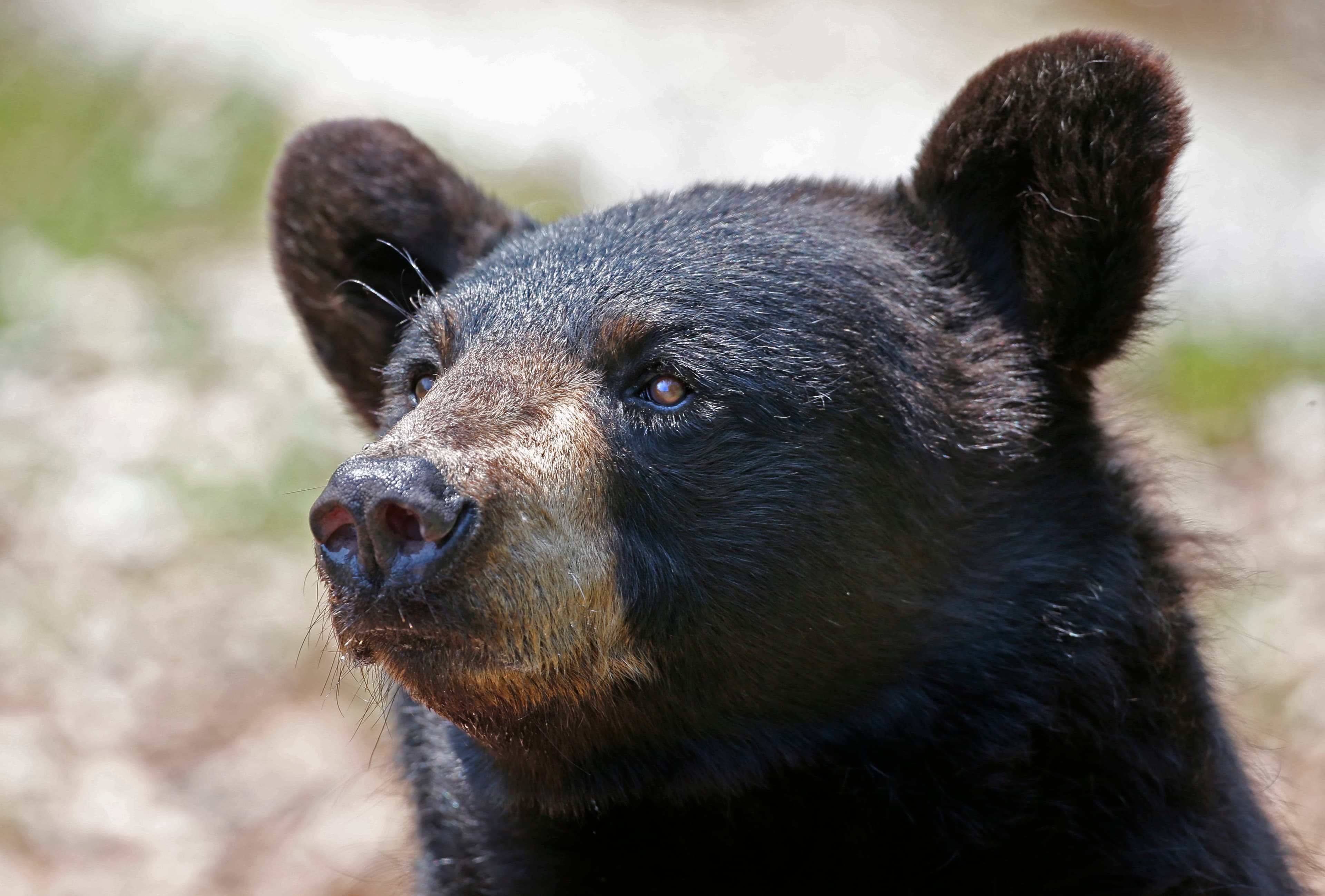 Florida Wildlife officials to decide controversial bear hunt Wednesday