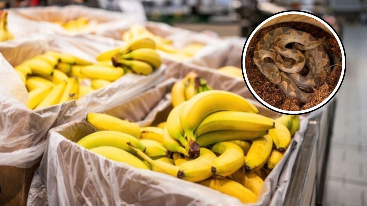 Venomous snake from Ecuador found in box of bananas at New Hampshire grocer