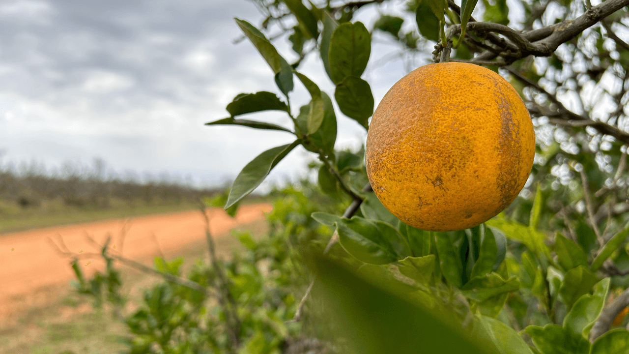 'We’ve dropped nearly 90%:' Florida citrus growers ask for help to save industry