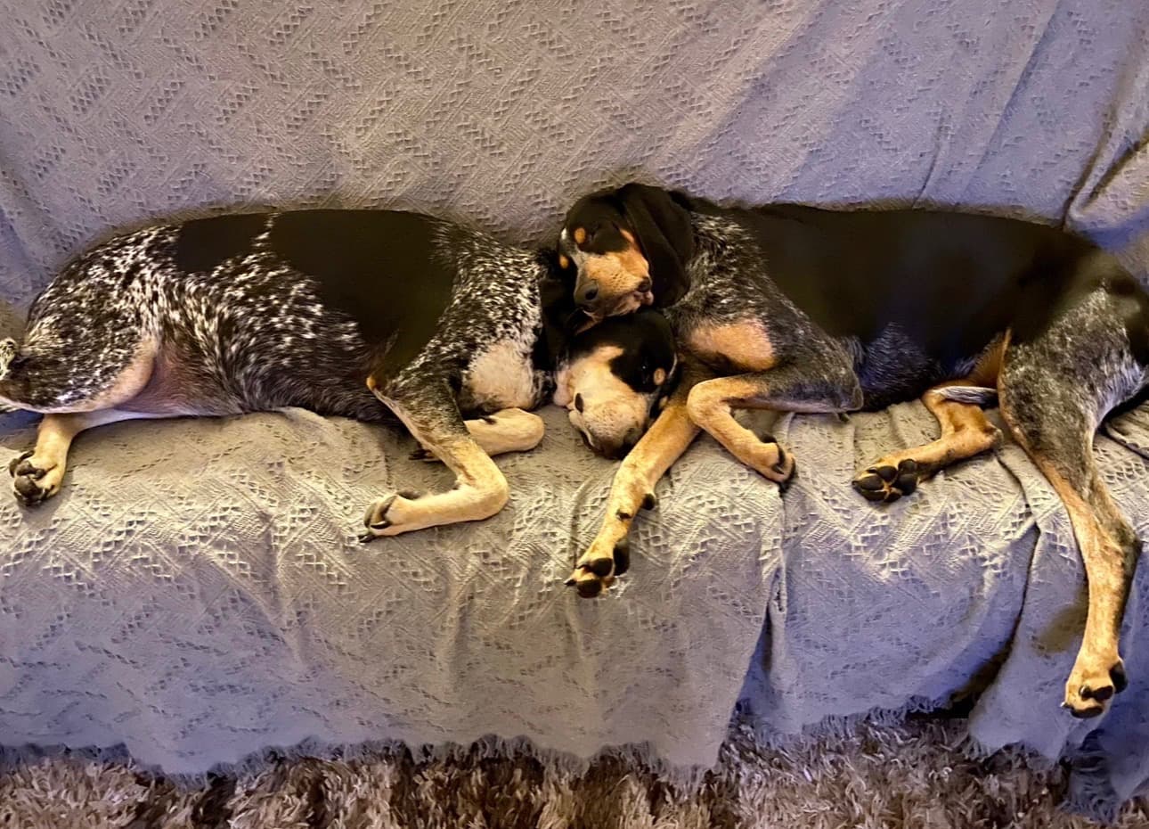 Woman warns pet owners after her 2 dogs contract botulism from dead iguana