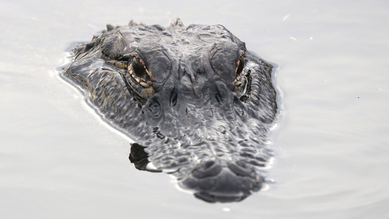 Woman dragged into woods 7-foot gator during Collier County hike