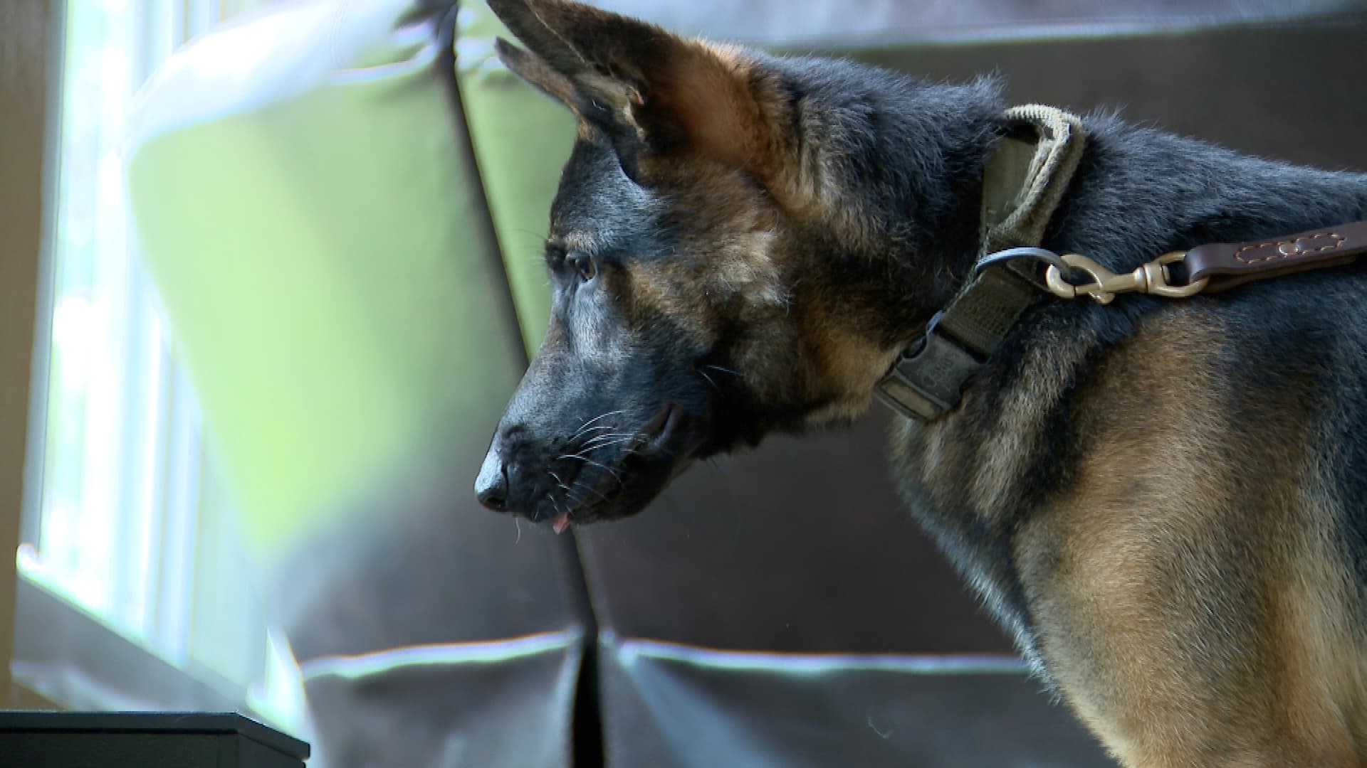 ON THE HUNT: K-9s trained to find this hidden danger