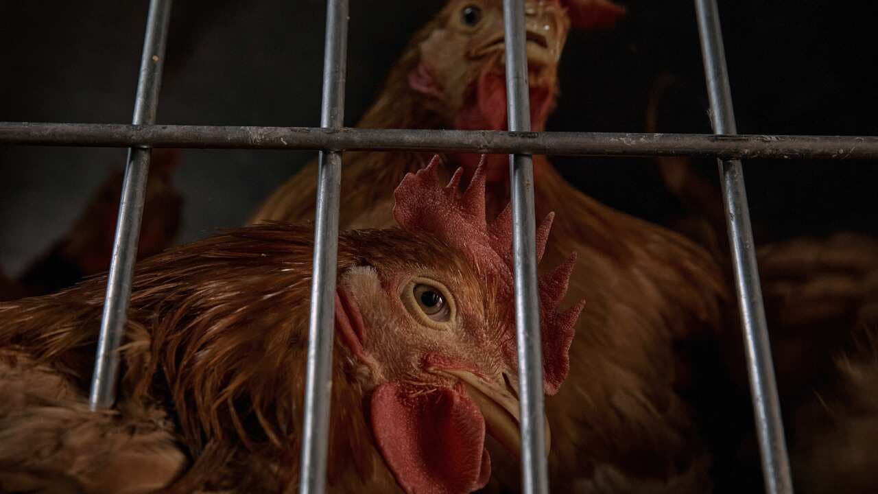USDA forecasts egg prices to surge 41% in 2025 amid avian flu outbreak