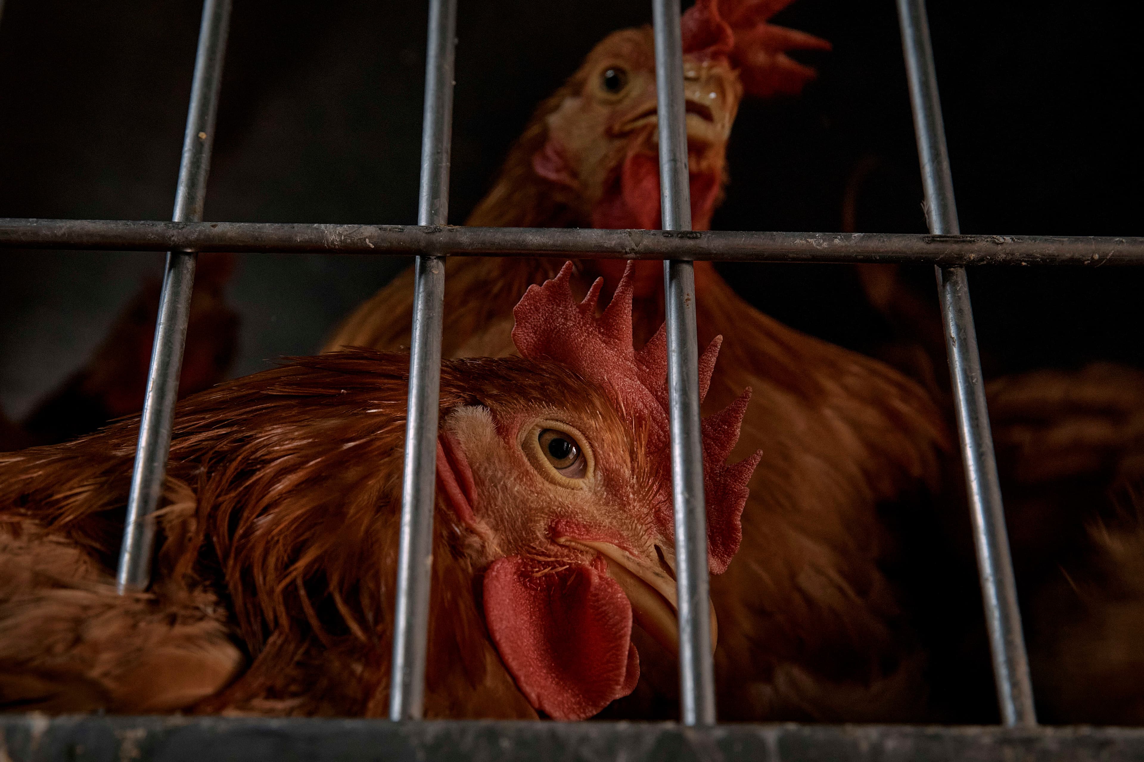 USDA appears to walks back layoffs that could impact bird flu response