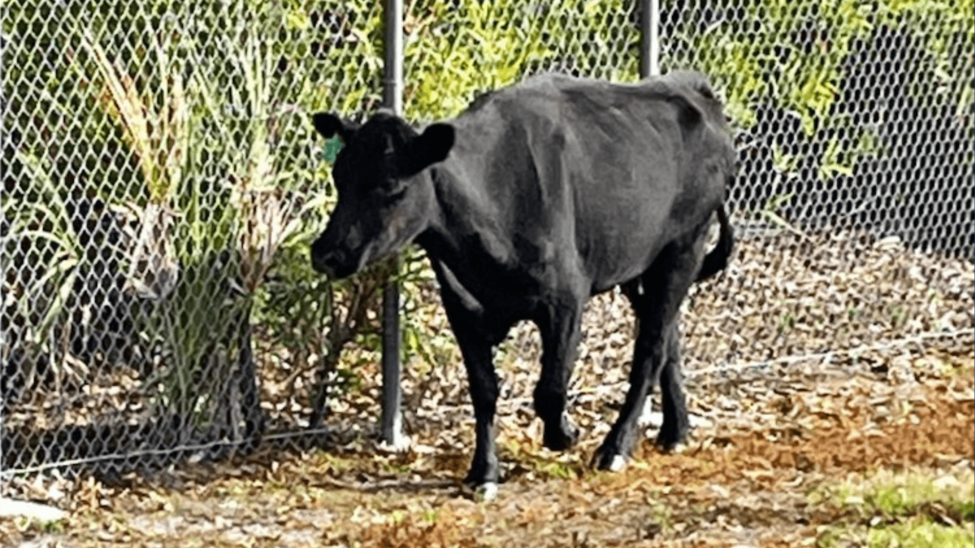 Cow takes an unexpected field trip to Lee County School District's bus barn