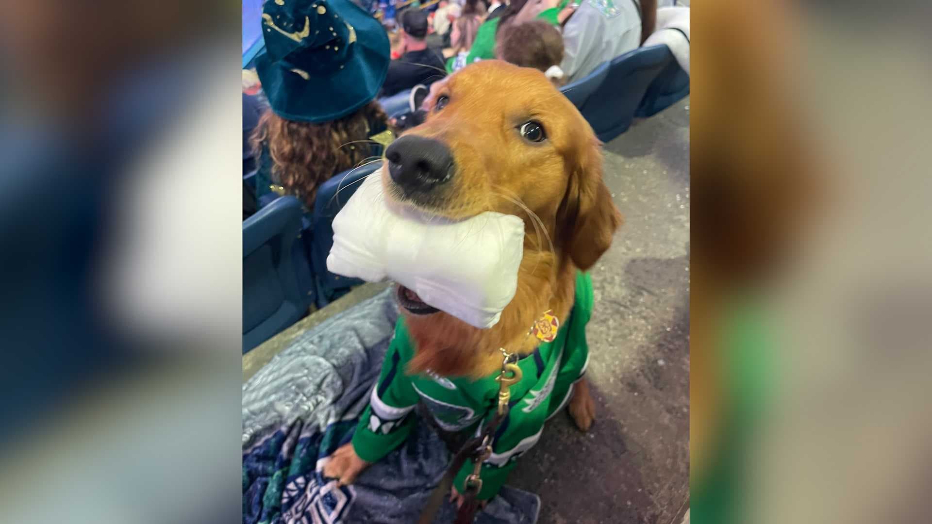 Meet Charlie, the goodest Florida Everblades fan
