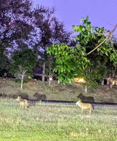 What can we do about the coyote population in Cape Coral?
