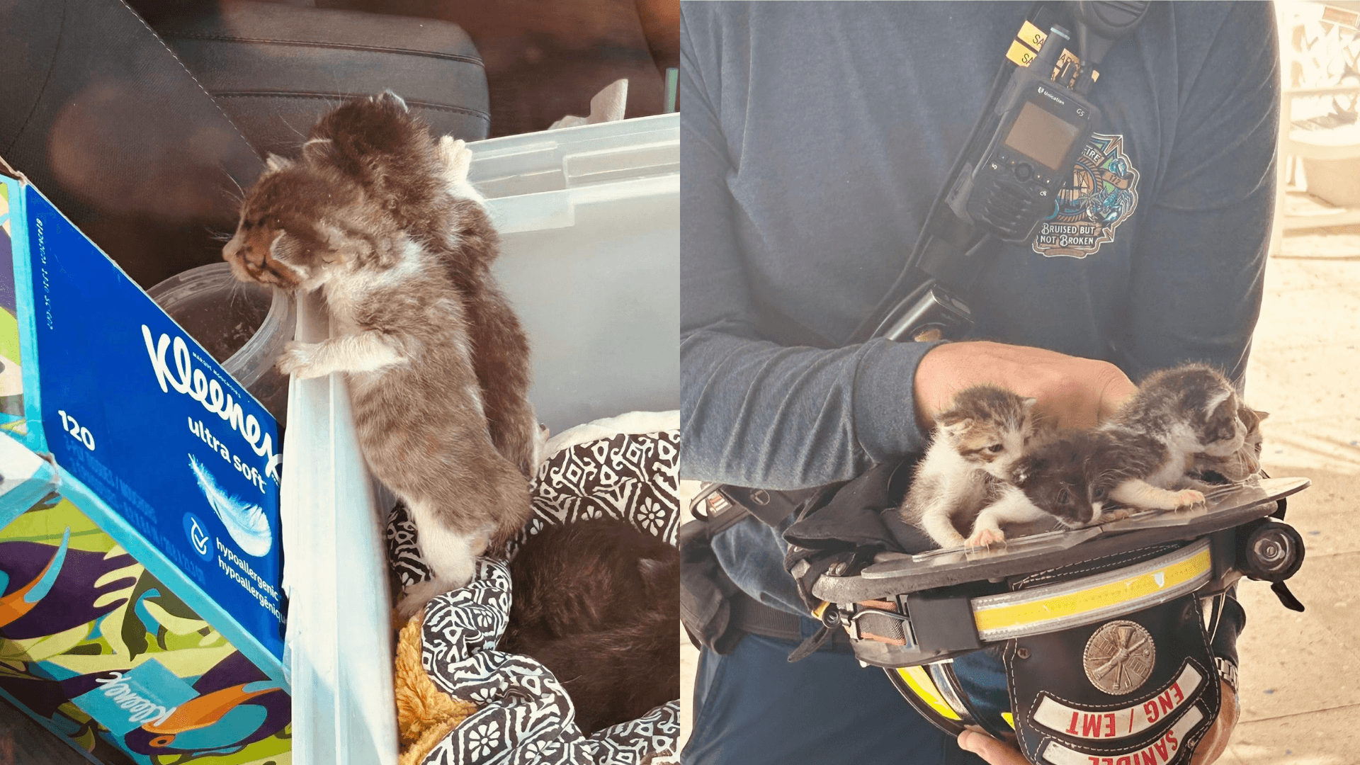 Five 10-day-old kittens saved from locked running car on Sanibel Island