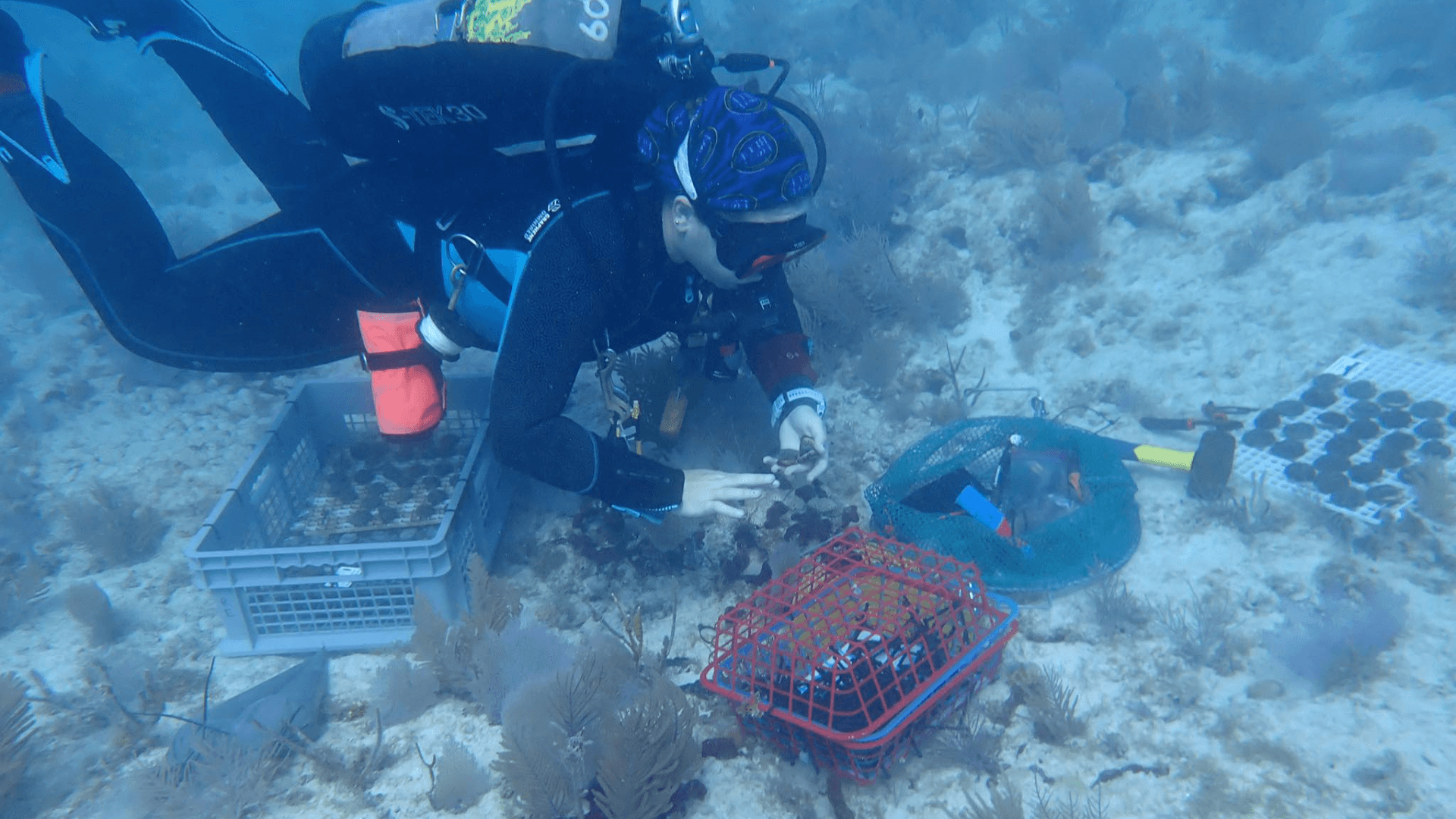 New biodegradable tool deployed in Florida Keys to protect coral restoration
