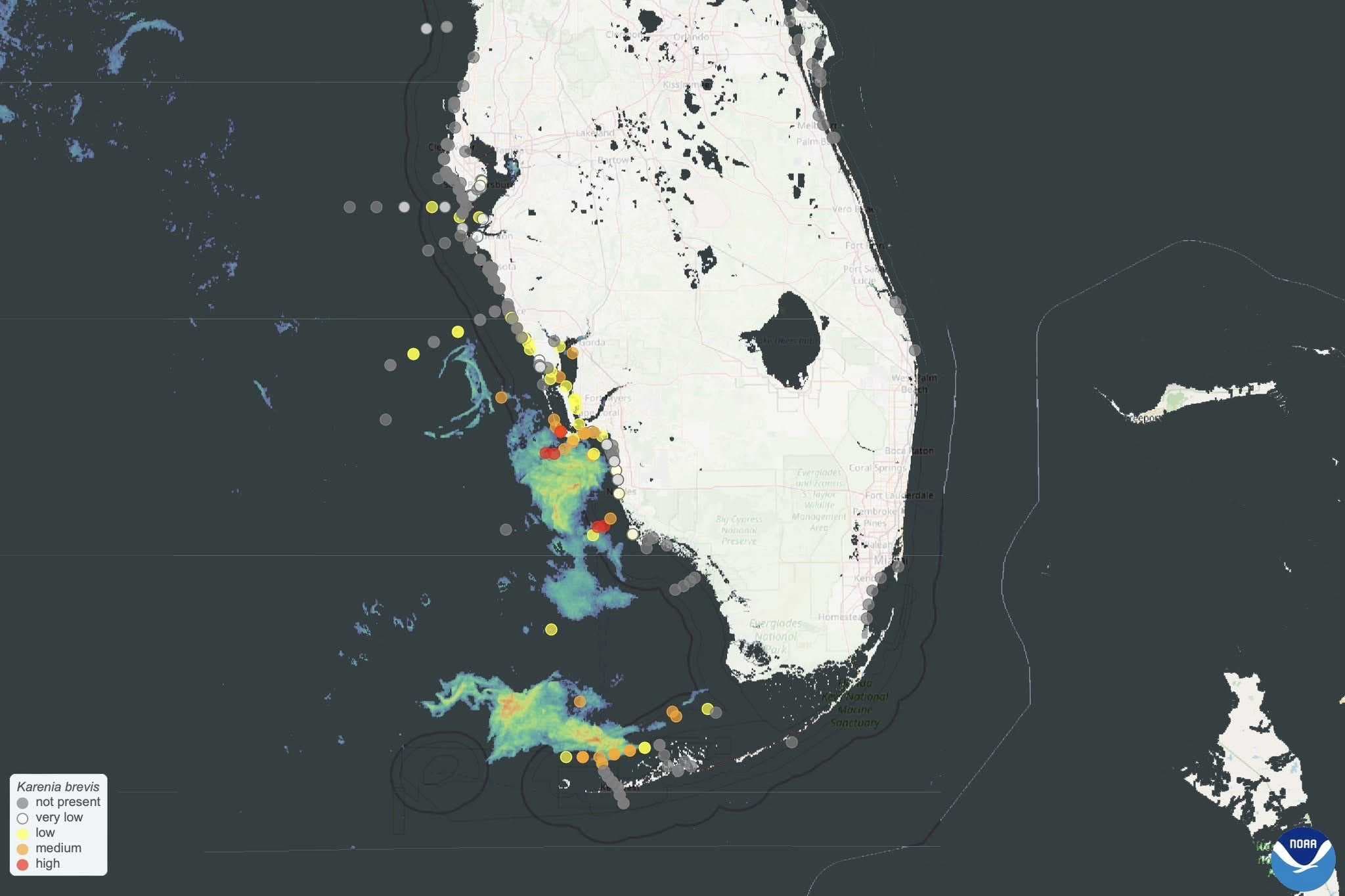 100-plus square mile red tide bloom moves closer to Gulf Coast