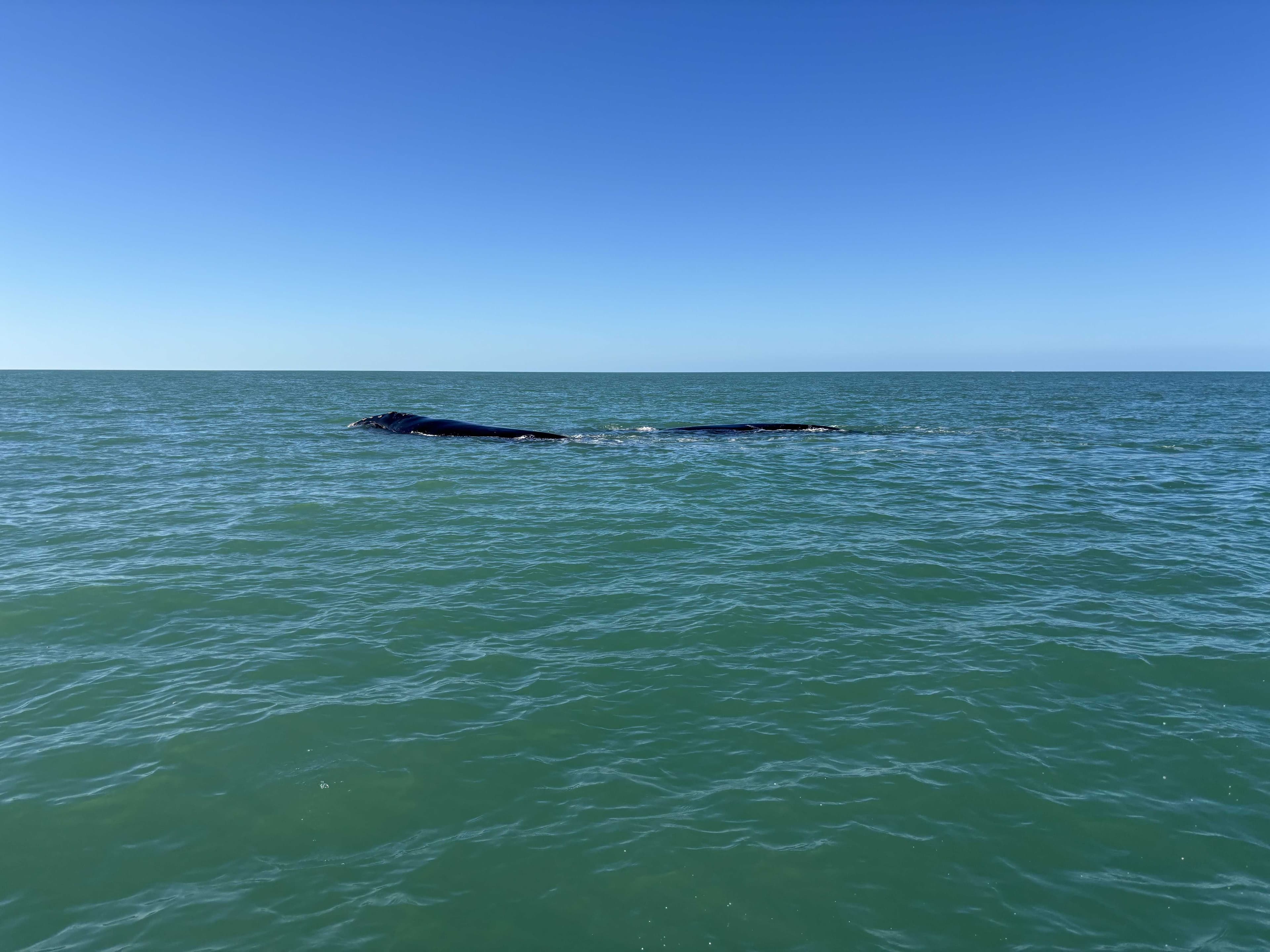 2 endangered North Atlantic right whales spotted off Fort Myers Beach, Marco Island