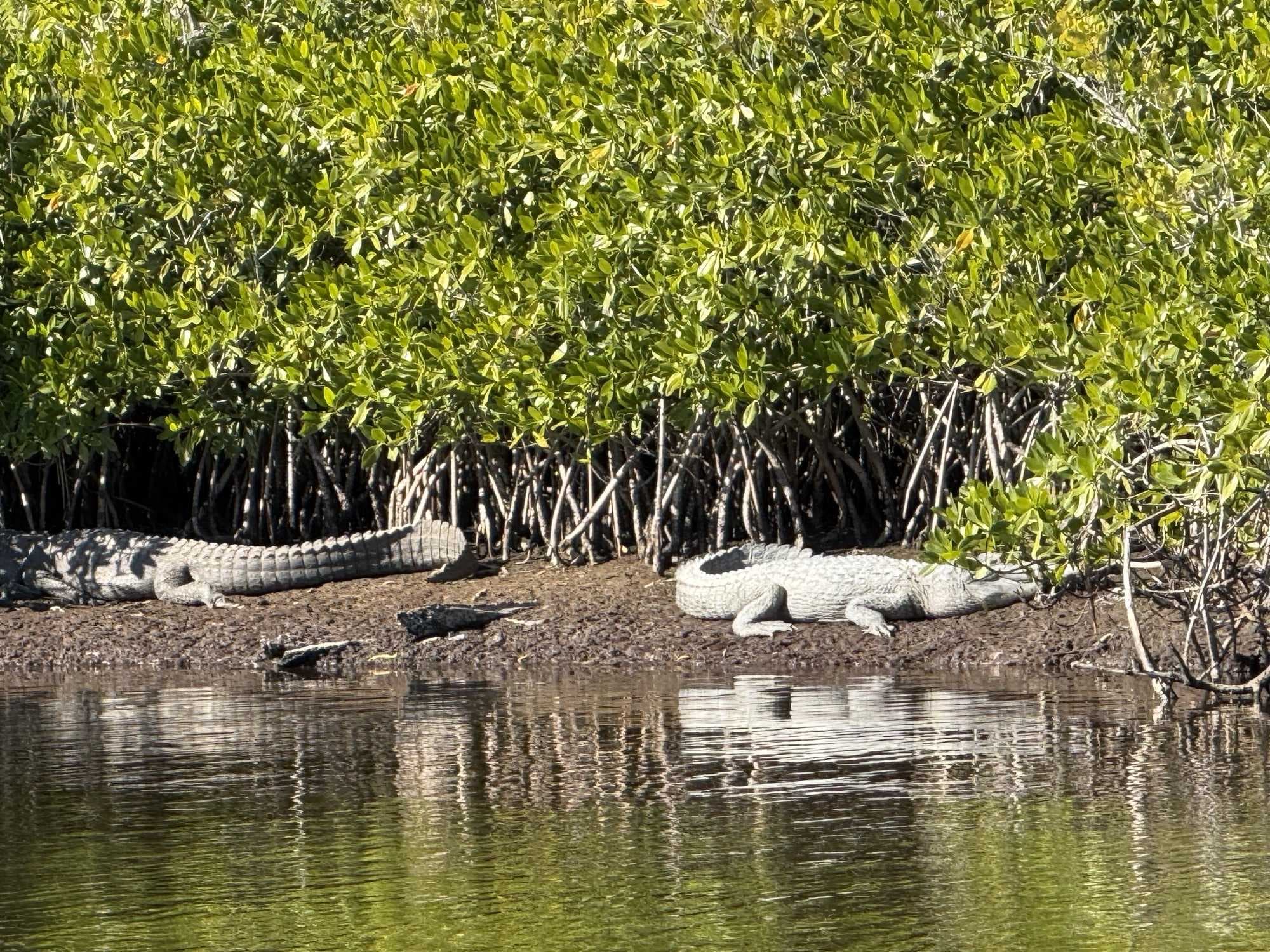 Extremely rare albino alligator spotted in Ten Thousand Islands