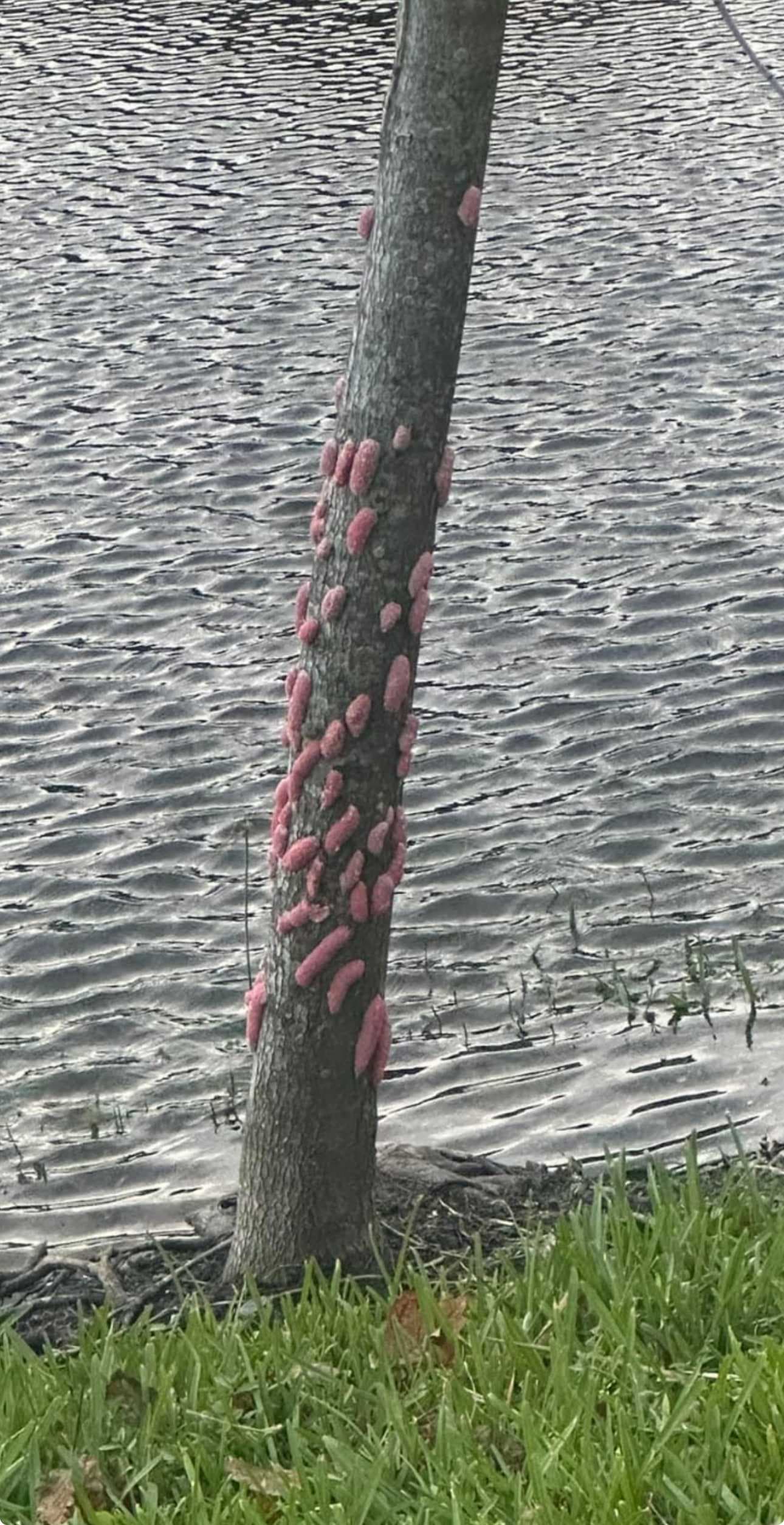 Strange pink globs appear in Cape Coral: Are they dangerous for pets?