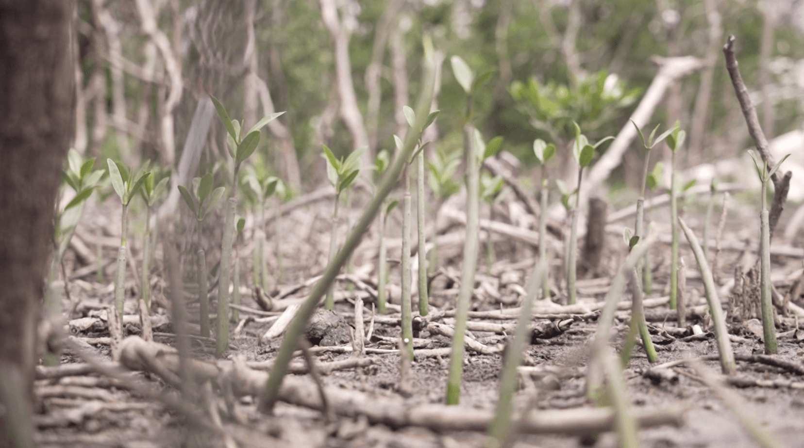 Fort Myers teens plant mangroves along Southwest Florida coastline