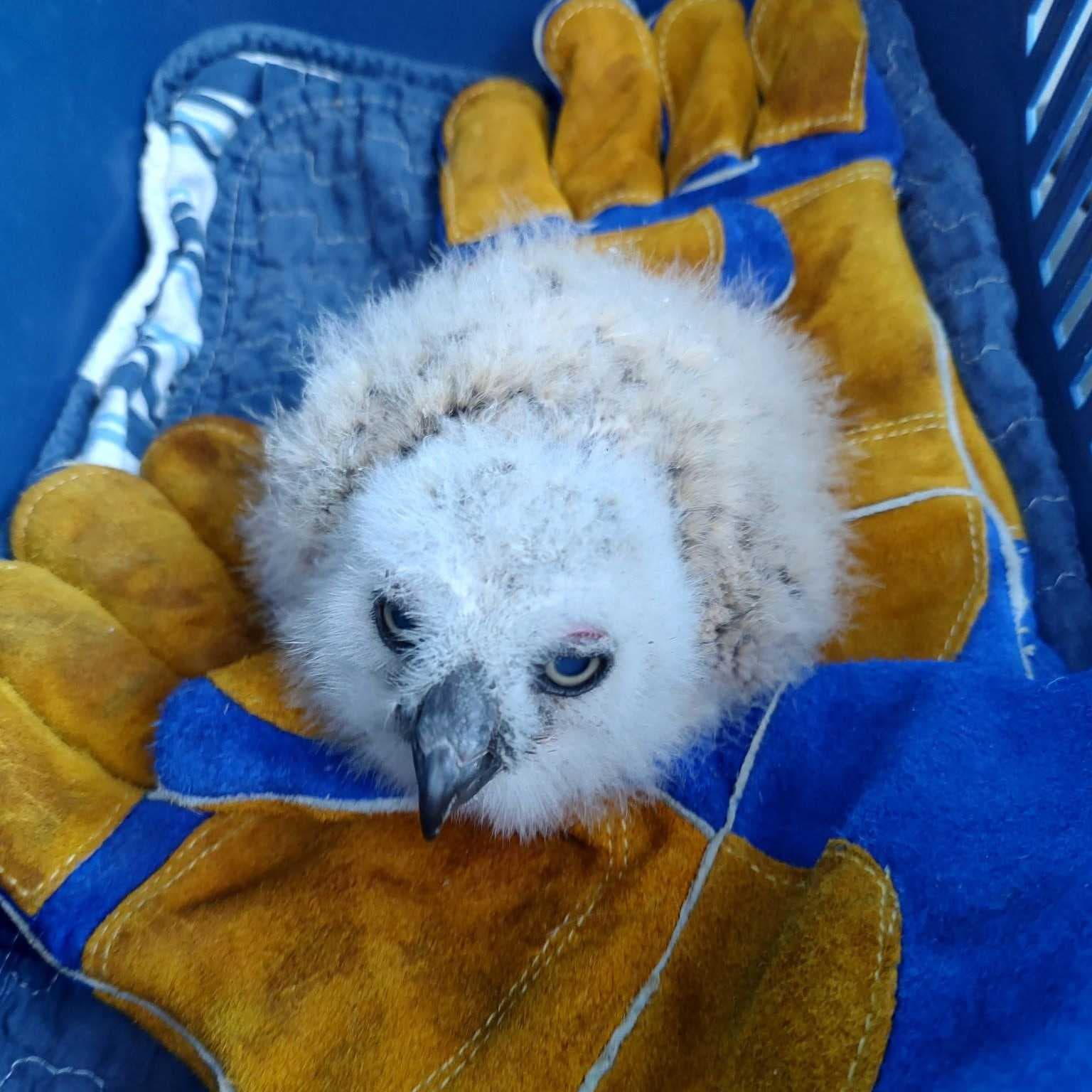 Peace River Wildlife Center rescues baby great horned owl