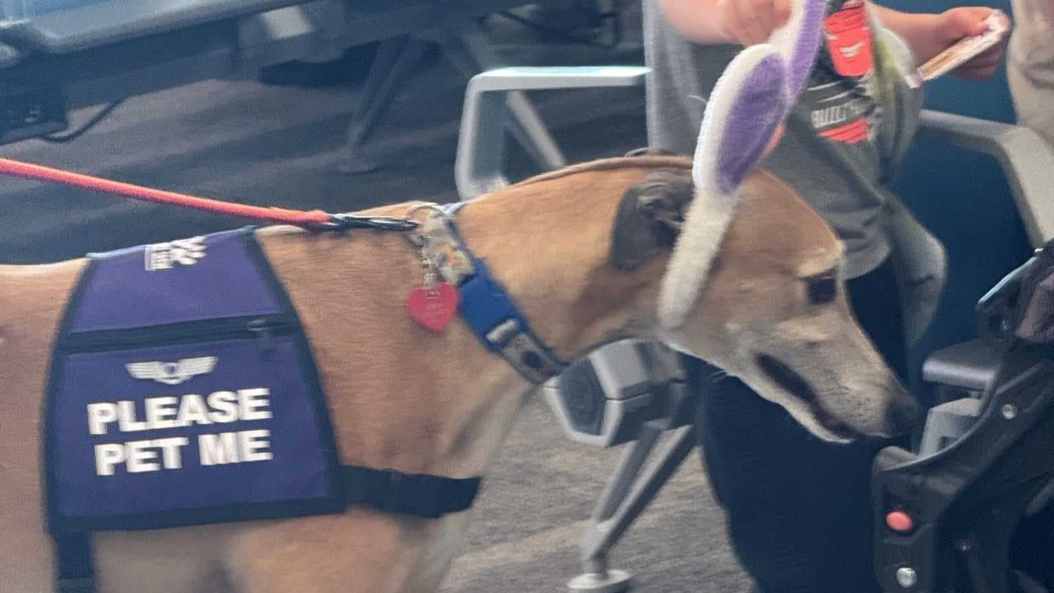 K9 Comfort Crew brings spring smiles to Punta Gorda Airport