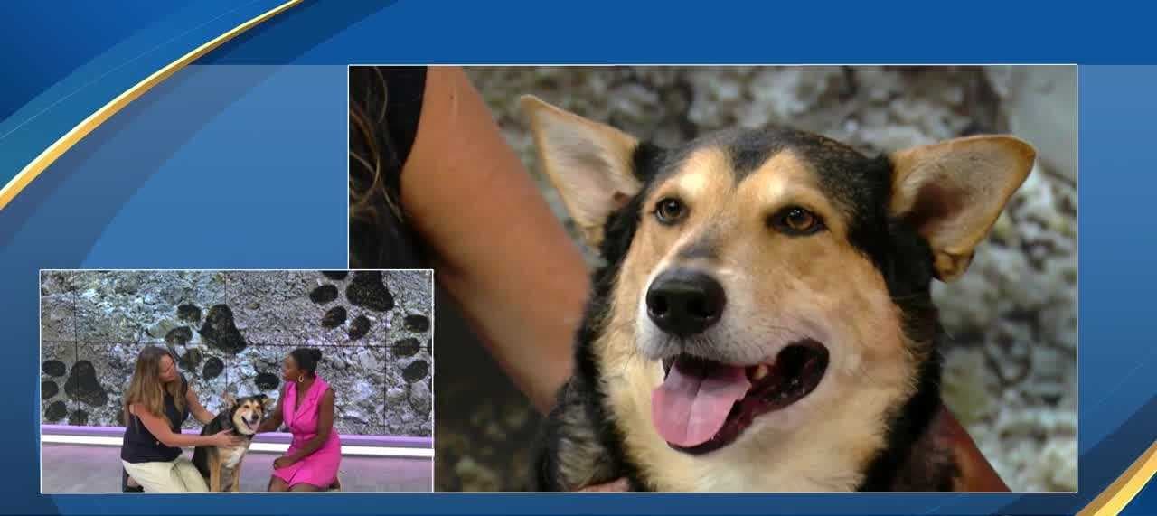 Mutts & Meows: Adopt Buddy, an easy going German Shepherd mix