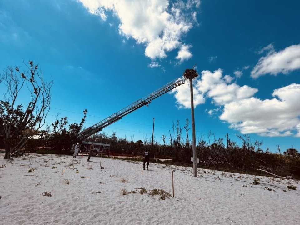 Two young ospreys rescued by Sanibel fire and CROW