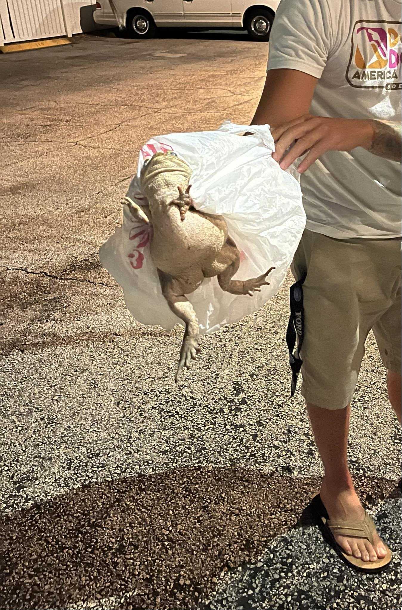 Footlong cane toad removed from Marco Island homeowner's backyard