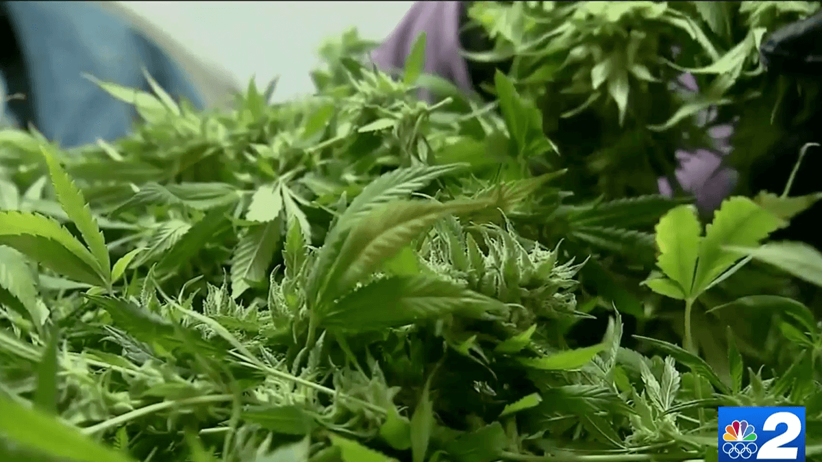 Understanding Amendment 3 ads: What marijuana legalization really means for Florida