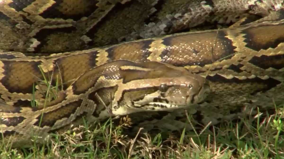 Florida Python Challenge training Thursday, registration open
