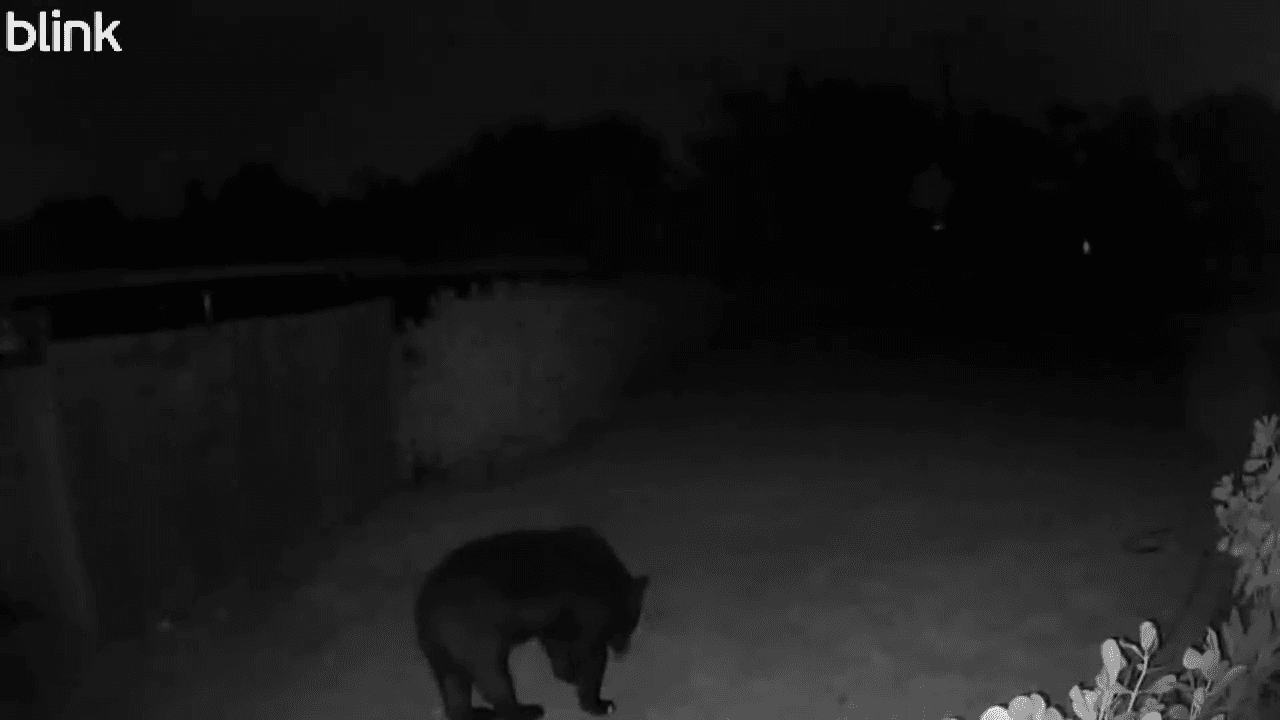 Bear caught on camera roaming McGregor Blvd area Friday morning