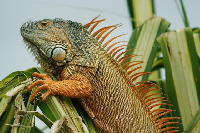 Iguana Alert! What to do if you find a frozen iguana