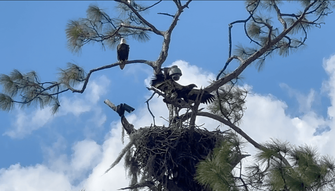 Eagle watchers worried as F23 vanishes from North Fort Myers nest