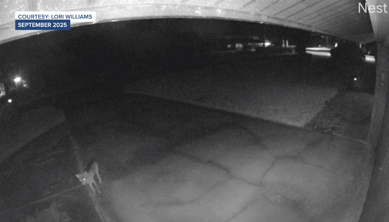 Coyotes attack pets in Clewiston; some residents want a policy change
