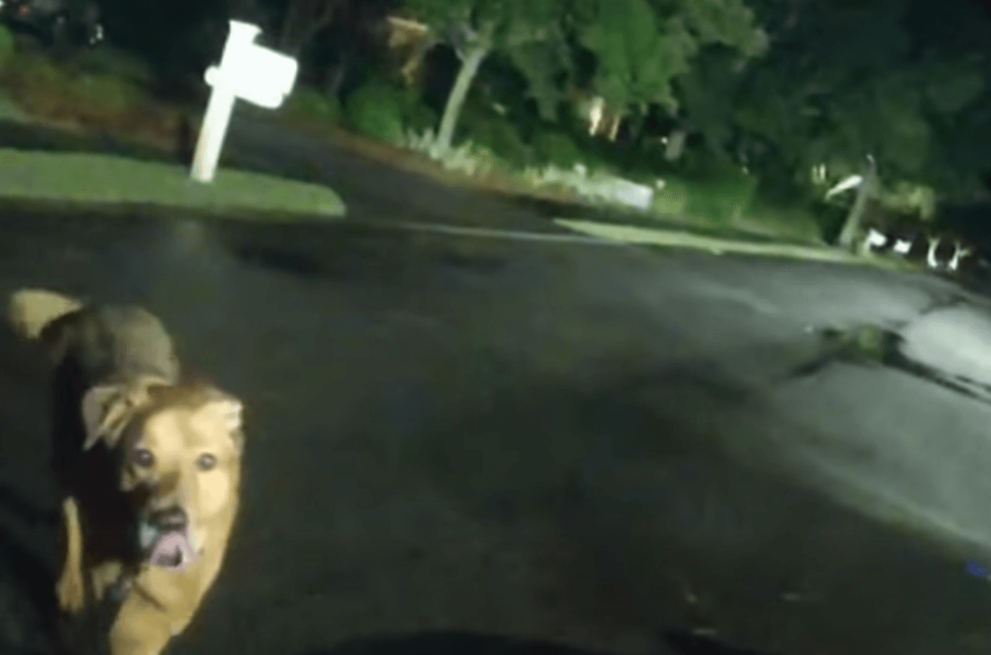 WATCH: Dog brings Florida deputies to save woman