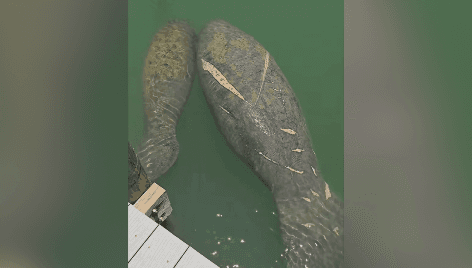 Lee County among highest number of manatee deaths in 2025: FWC