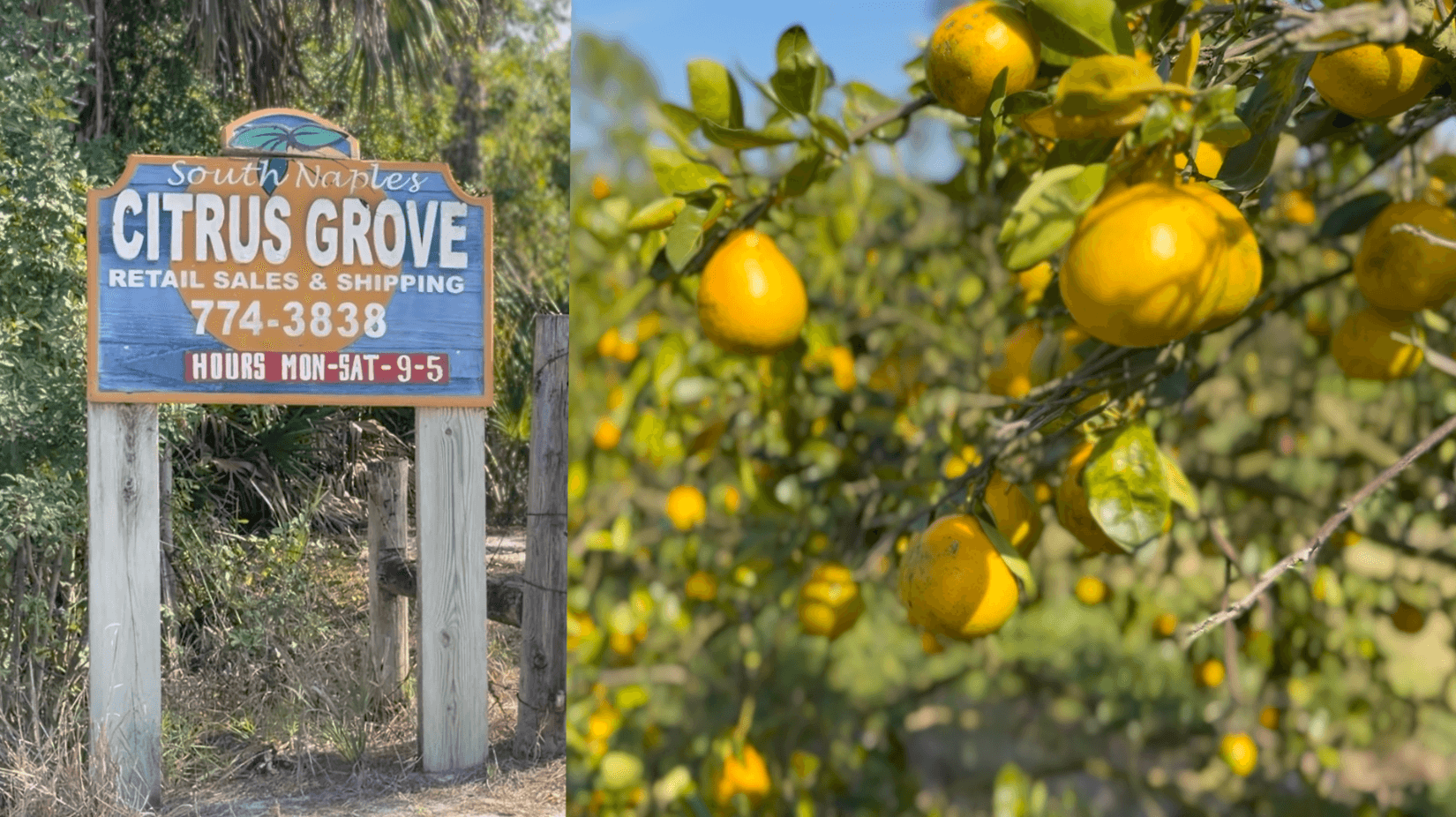 Collier commissioners to vote on rezoning citrus grove near preserves