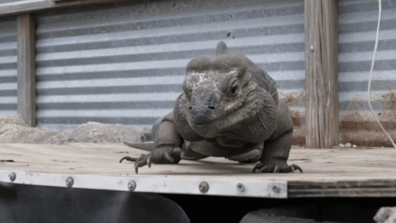 'They could wake up': Concerns raised over Florida iguana drop-off order