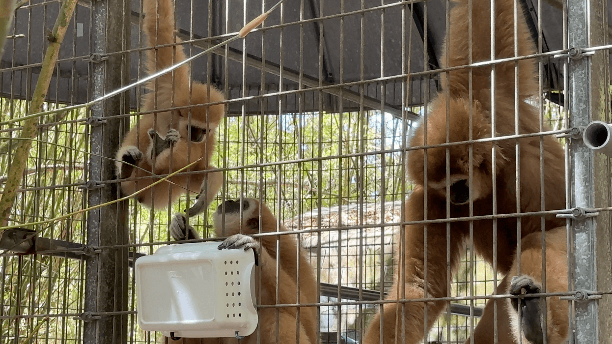 Talkin' Monkeys Project in Clewiston gives rescued primates a second chance