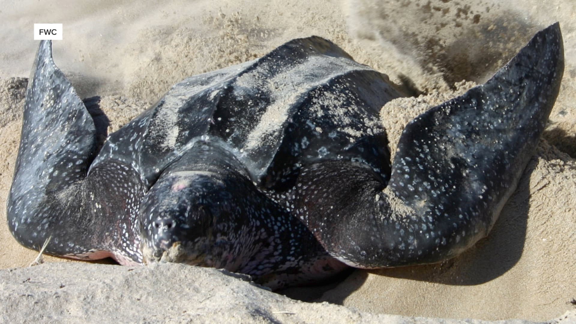 Leatherback sea turtles set Florida nesting record in 2025