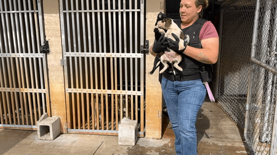 Saving more animals: LaBelle Animal Control closer to getting new facility