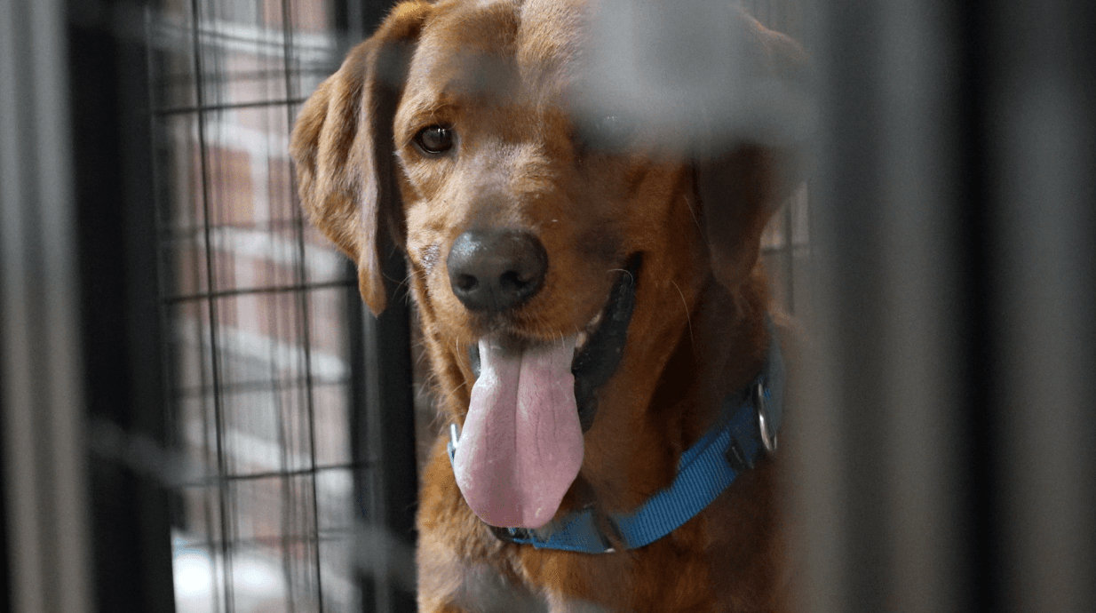 SHELTER SHOWDOWN: Charlotte County's animal shelter fights for more money