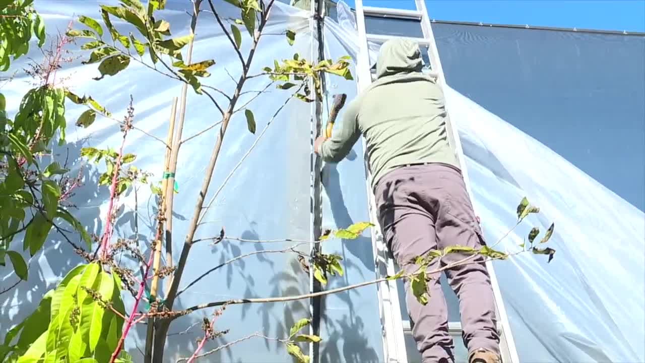 Fruitscapes Nursery takes extra steps to protect tropical crops from cold temps