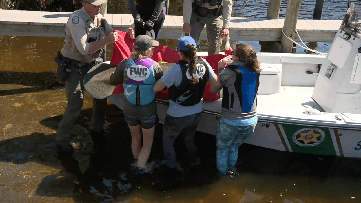 Mother, calf manatees rescued at Orange Harbor amid cold stress concerns