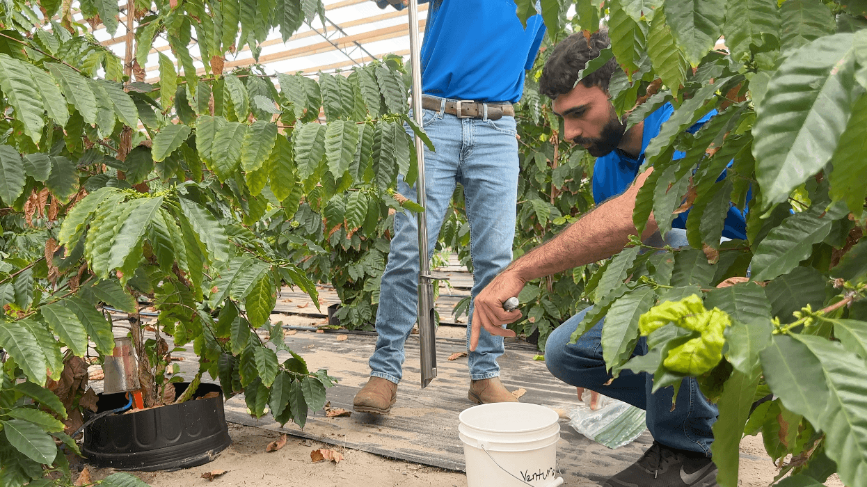Could coffee be Florida's next big agricultural crop?