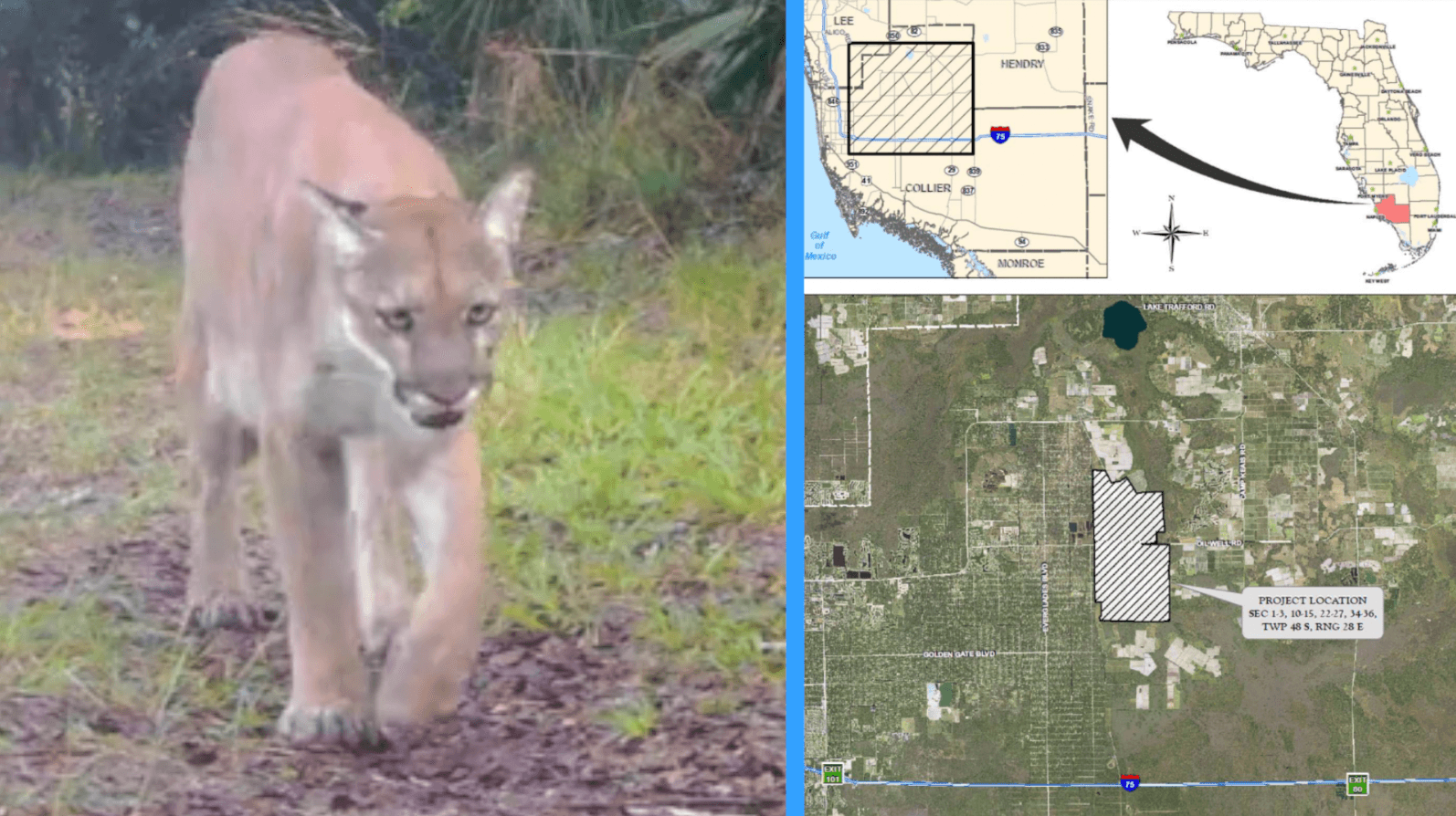 Groups prepare to sue over Collier County development near panther habitat