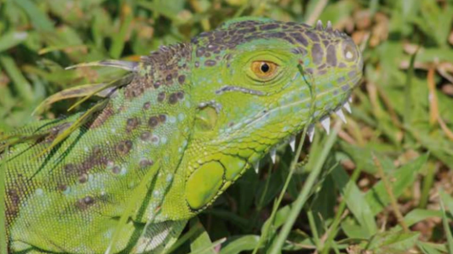 FWC says you can turn in cold-stunned green iguanas during this cold snap