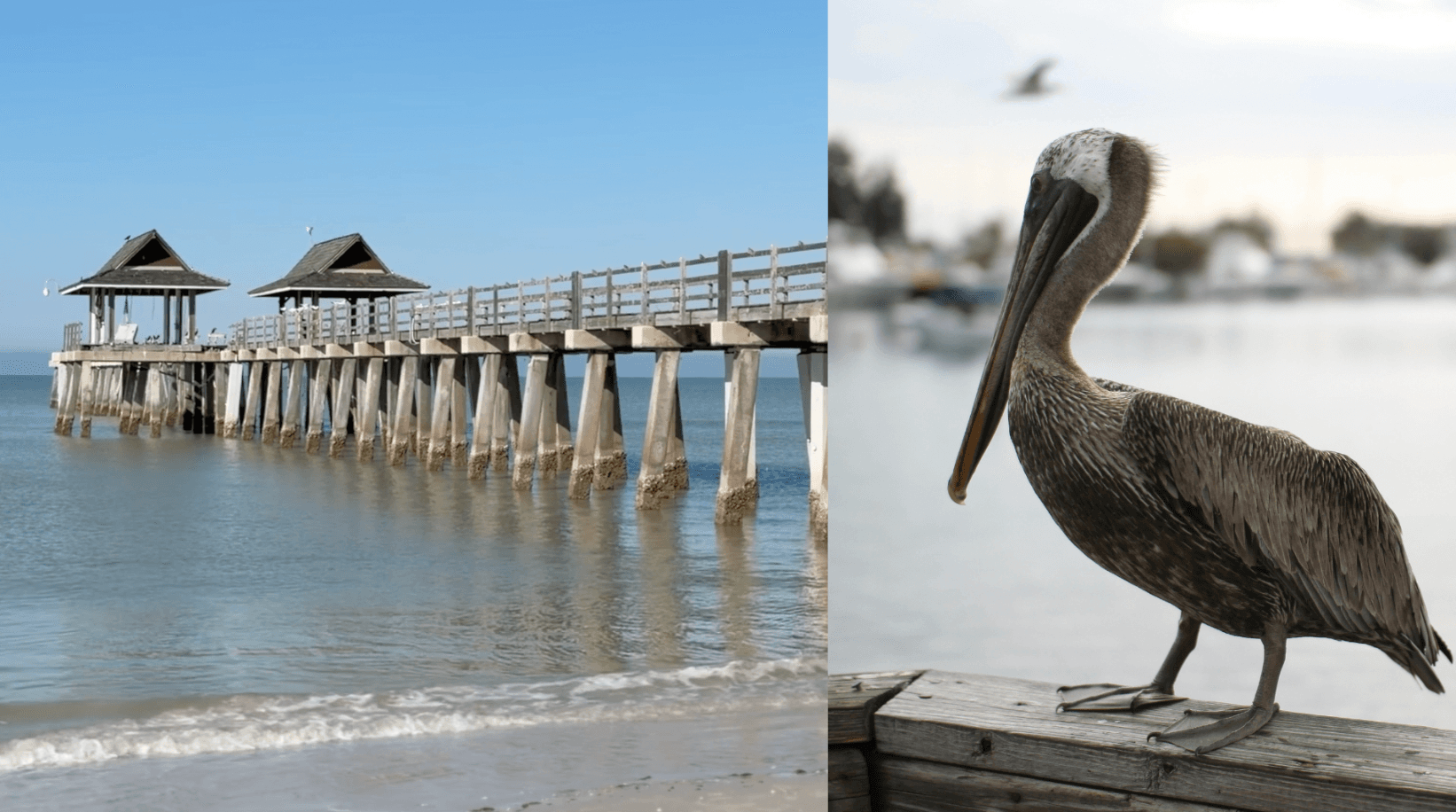 Wildlife experts anticipate more pelican injuries after Naples pier is rebuilt