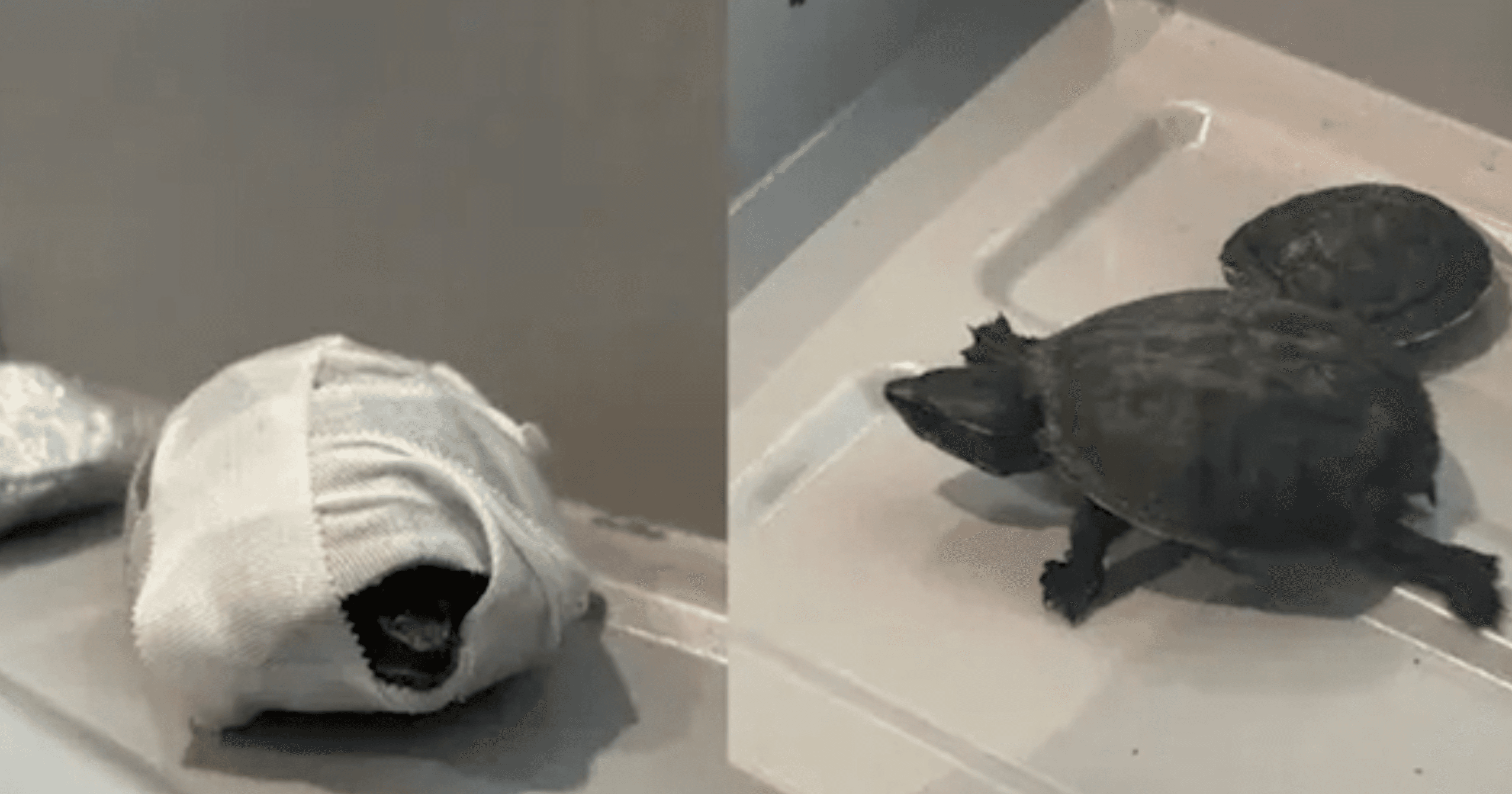 Woman tries to smuggle turtles in bra through Florida airport