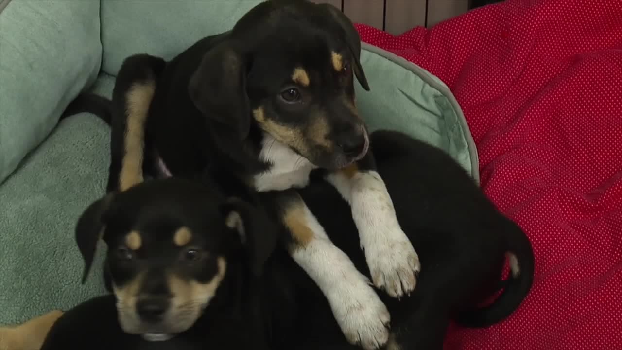 Giving Tuesday sparks hope for animals, and families in Southwest Florida