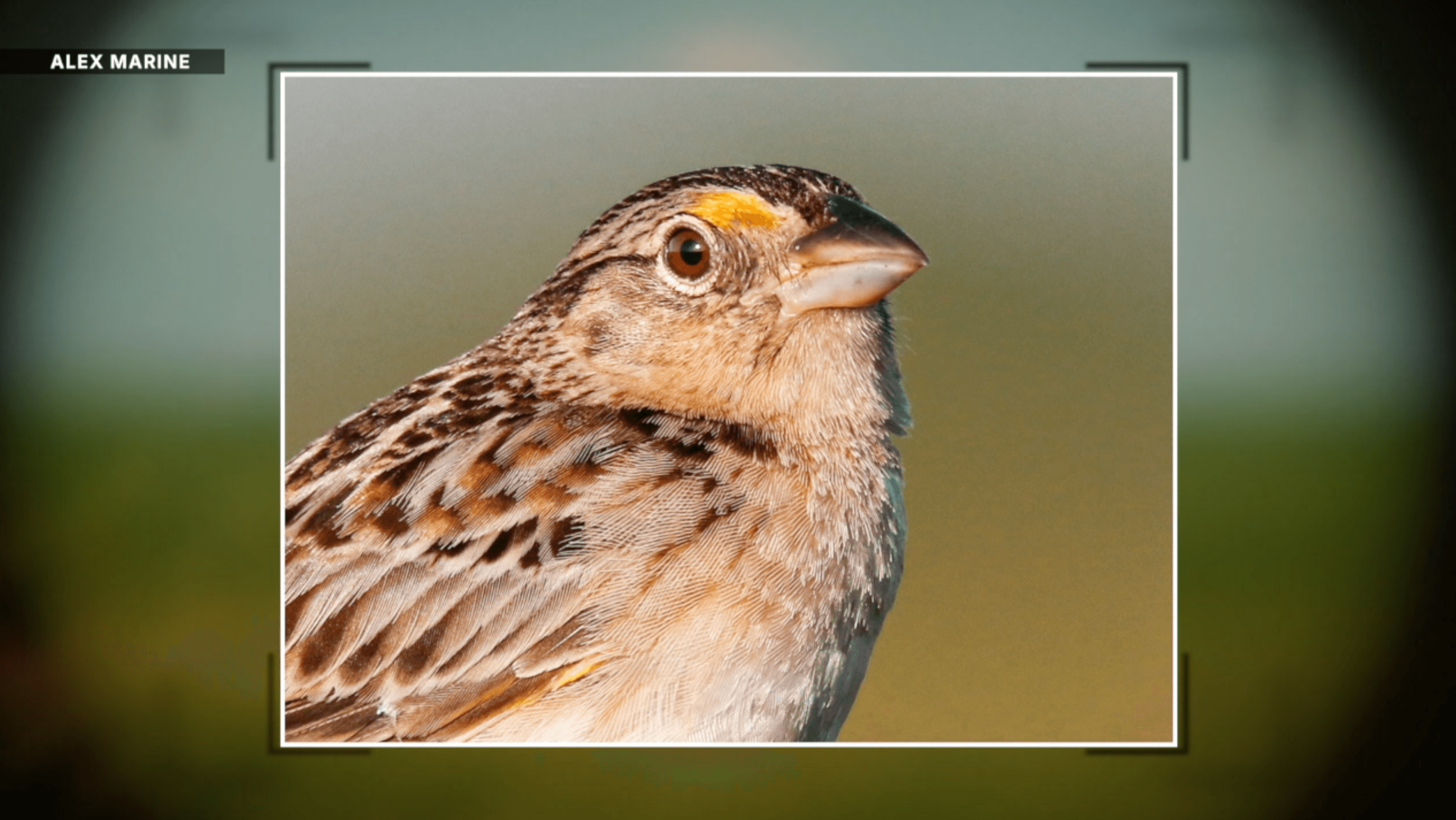 Florida's rarest bird stars in new conservation documentary