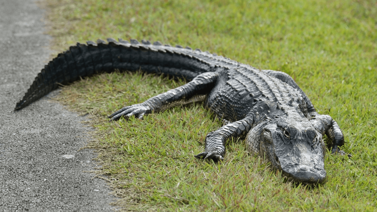 FWC says woman attacked by alligator while hiking in Collier County